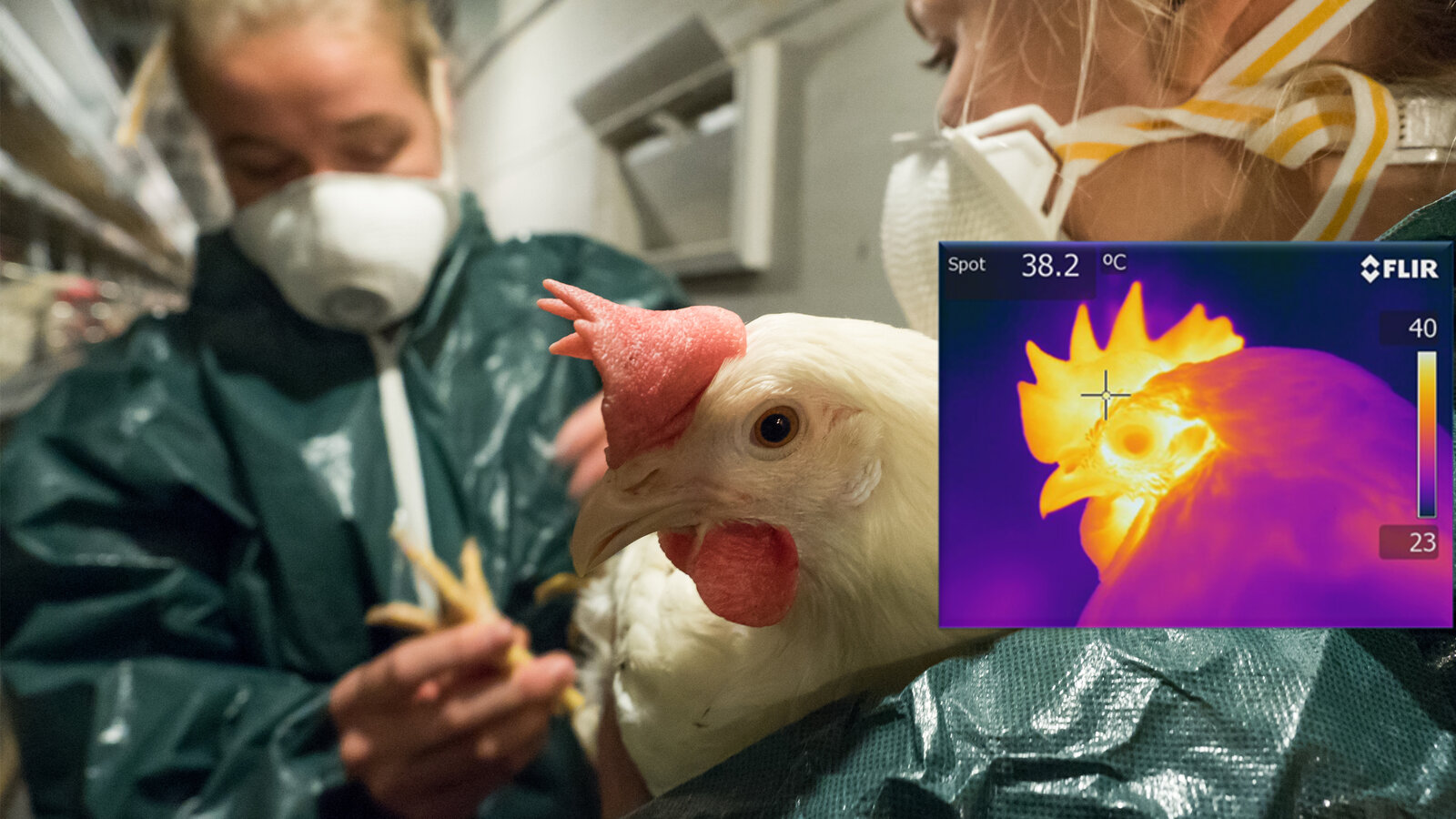 Bildet viser ei verpehøne som blir undersøkt av veterinærstudenter. Ved siden av er et termografibilde av blodgjennomstrømningen i hønas kam.