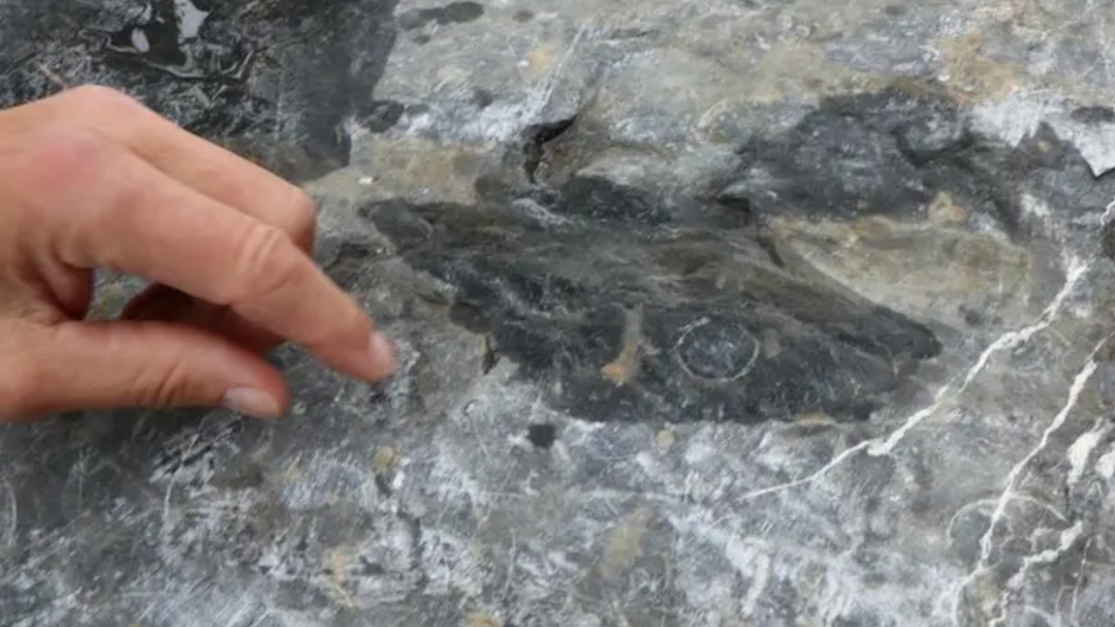 En kalkstein med blekksprutfossiler