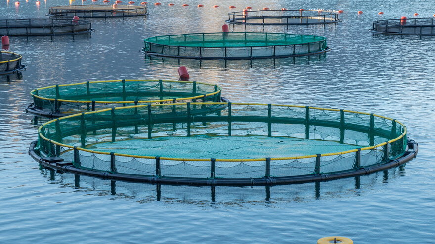 Akvakultur - NMBU jobber i hele verdikjeden.