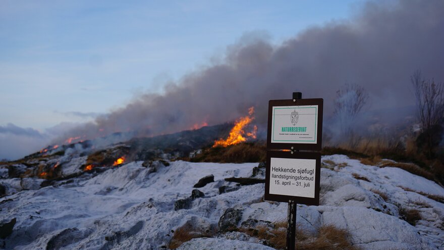 Skjøtsel av kystlynghei. Foto: Marius Saunders