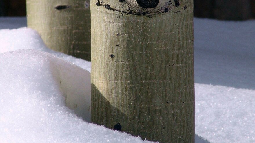 Aspen trees stay dormant in the winter, to protect their delicate tissues.