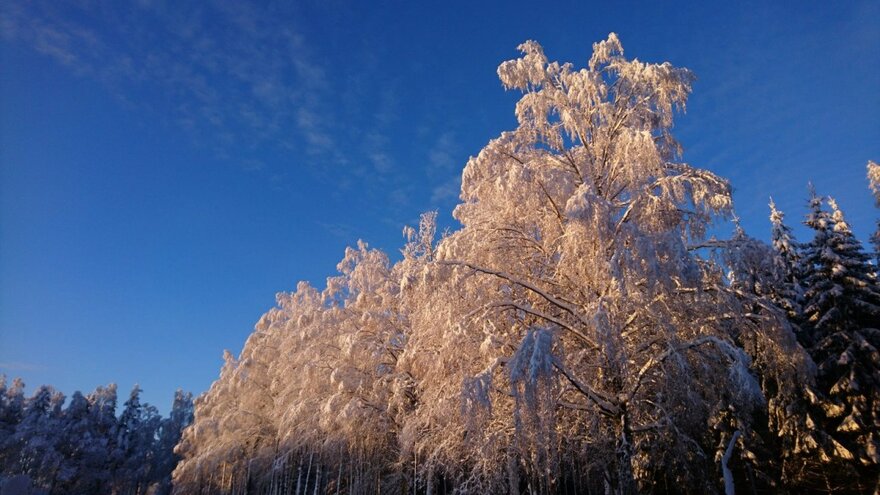 Many plant species close their communication channels down in winter, with the help of ABA.