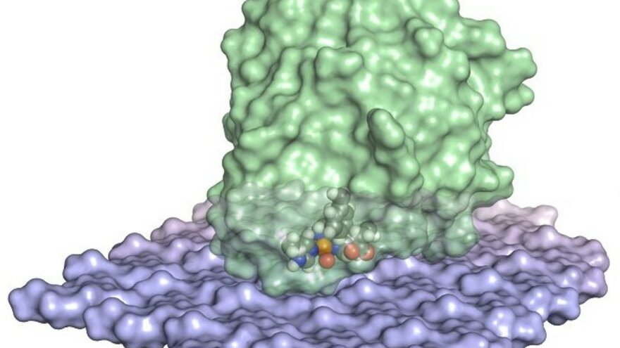 LPMOs acting on surfaces: An LPMO (green) bound to a polymeric surface (chitin; bluish). The blue (nitrogen), red (oxygen) and orange (copper) spheres indicate the catalytic center of the enzyme.