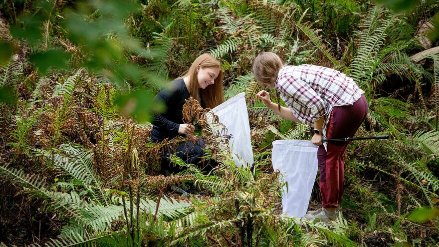 To kvinnelige studenter på feltarbeid i kratt ved Syverudbekken i Ås