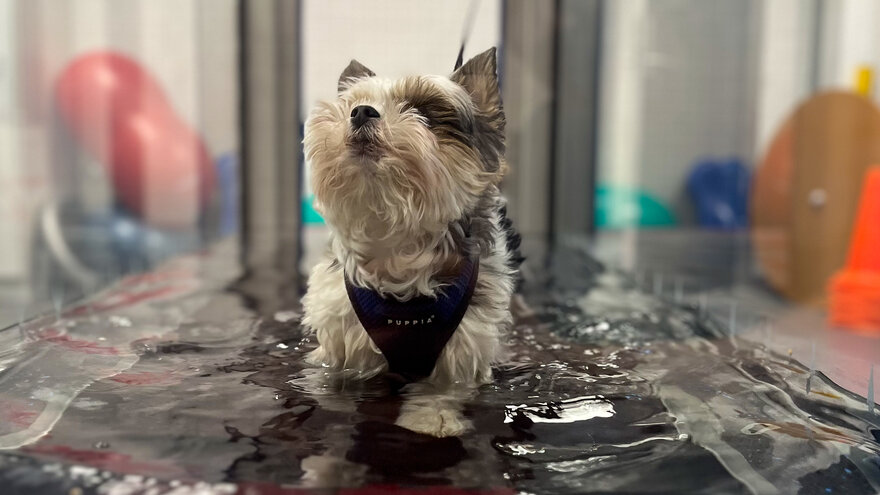 Denne hunden får opptrening i vanntredemølle ved Dyresykehusets rehabiliteringsavdeling. Hunden er har korsbåndssykdom og deltar i studien.