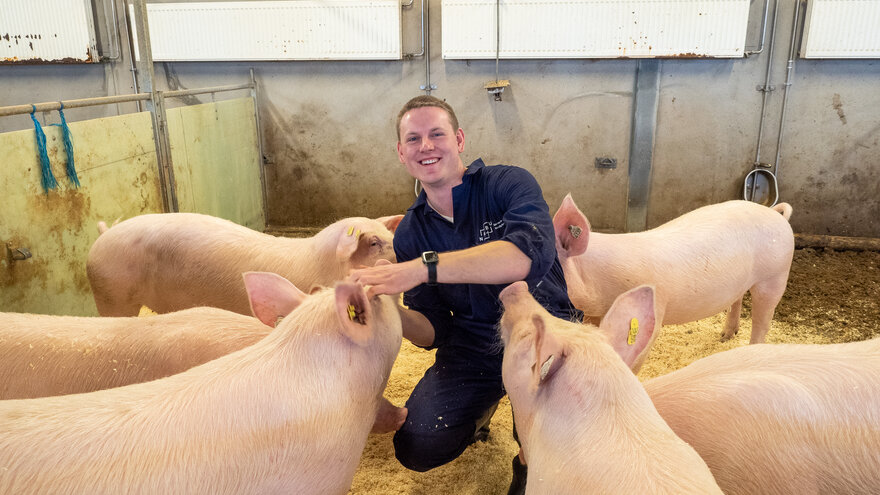 Veterinærstudent Steffen Fjellestad i grisefjøset med seks griser