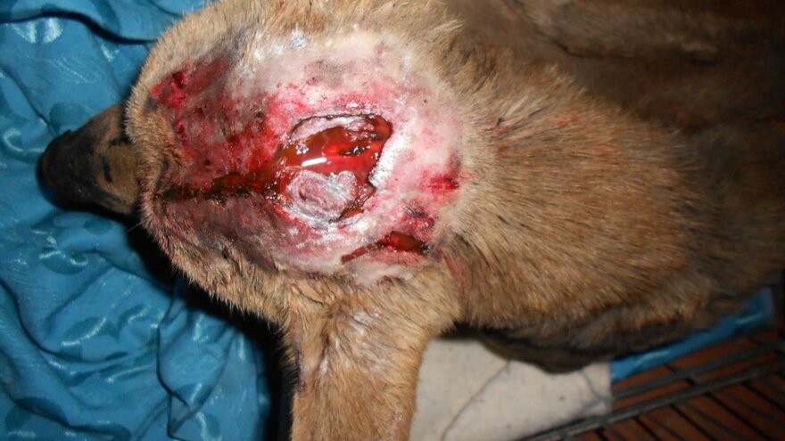 Bildet viser en hund med et stort, åpent sår i hodet.