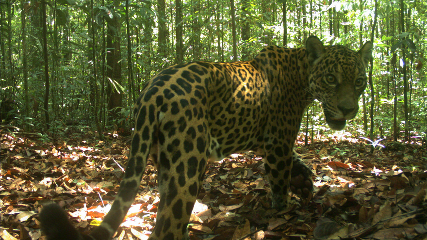 Jaguar i regnskog