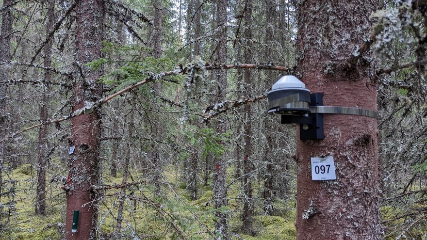 Norwegian spruce with attached dendrometer. 