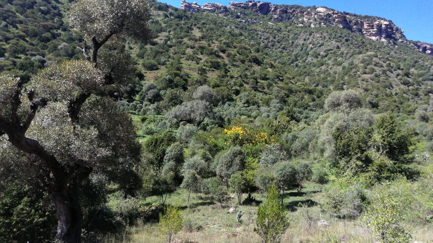 På biletet ser vi ein tropisk skog, Desa'a fôrest, som ligg i Etiopia.   