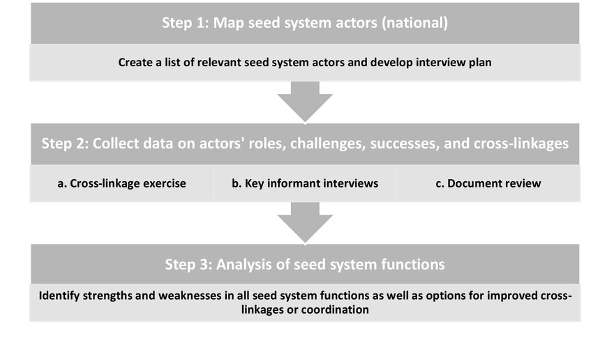 The main steps in the national seed system characterization.
