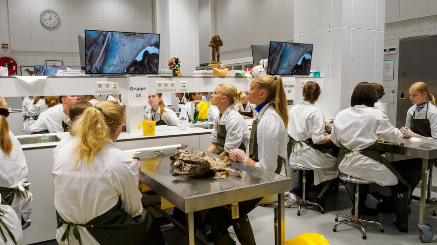 Veterinærstudenter får undervisning i disseksjonssalen.