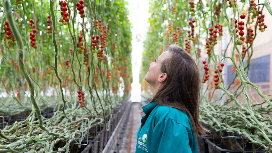 Amalie Lundervold beundrer tomatproduksjonen på Den Magiske Fabrikken.