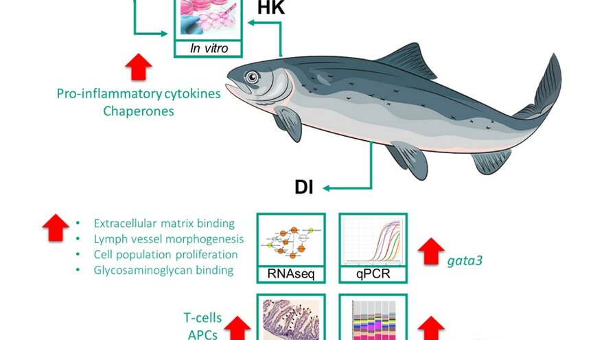 Figure 3. Immunomodulatory properties of Fucoidan in Atlantic salmon.