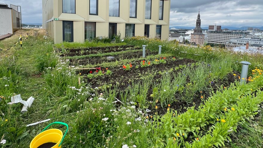 Urbant landbruk på tak i Oslo.