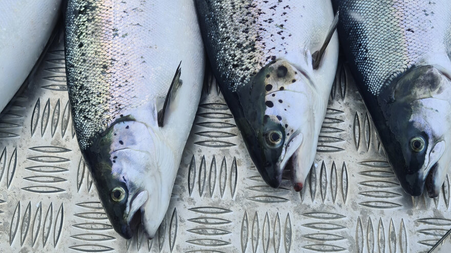 Salmon heads