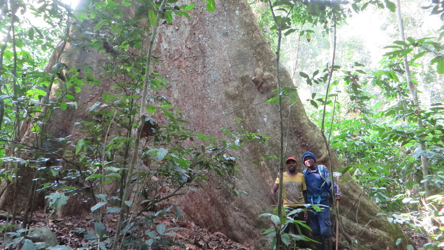 Large Entandrophragma (Mahogany) tree in Nouabalé-Ndoki National Park, Congo
