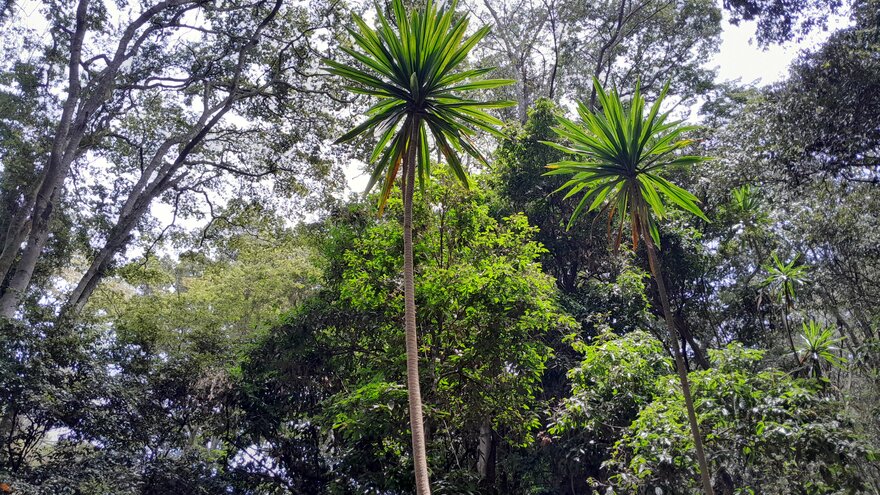 Karura forest, Kenya