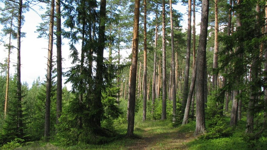 Skog