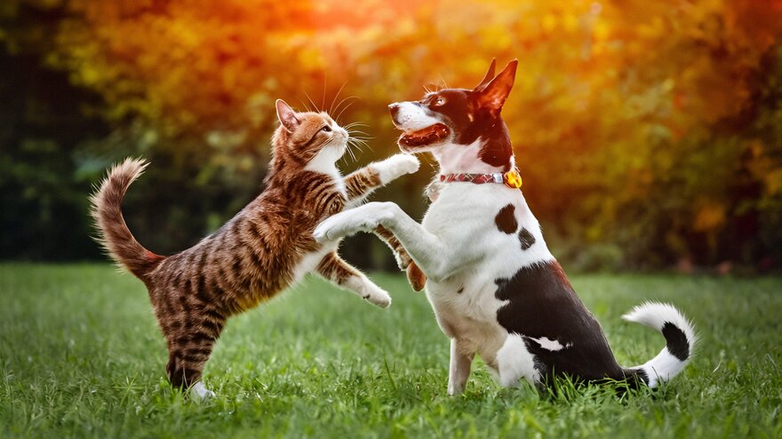 Hund og katt