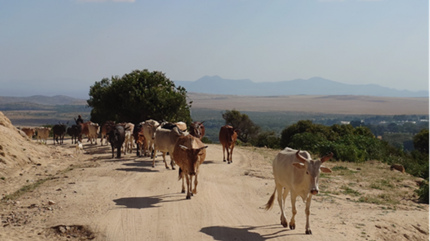 Cows walking on an escarpment 