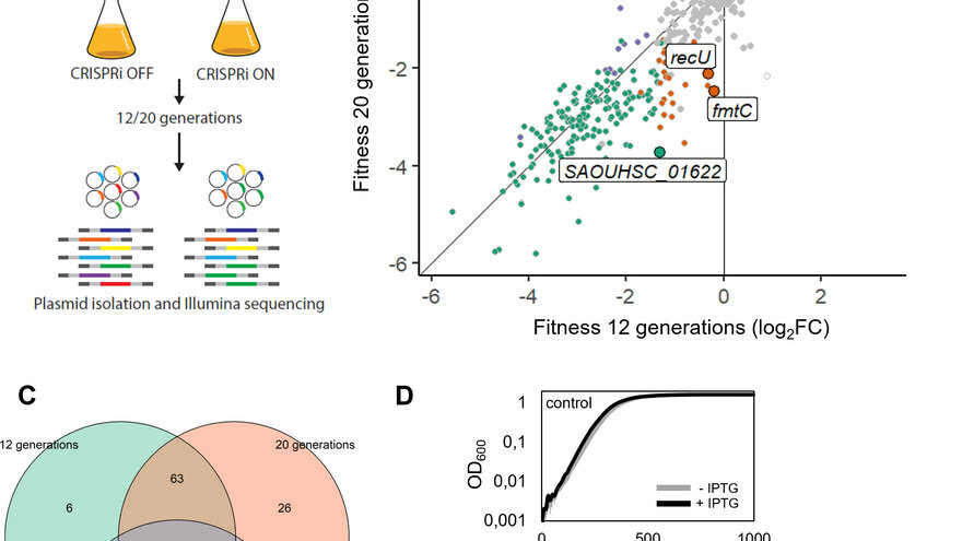 Gene fitness analysis of NCTC8325-4 by CRISPRi-seq
