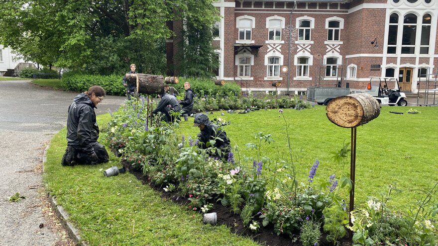 Planting av sommerblomster i regn 2024
