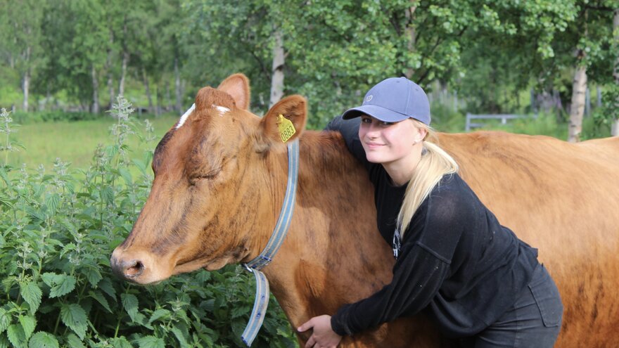 Bilde av Karoline Grøthe sammen med ei ku.