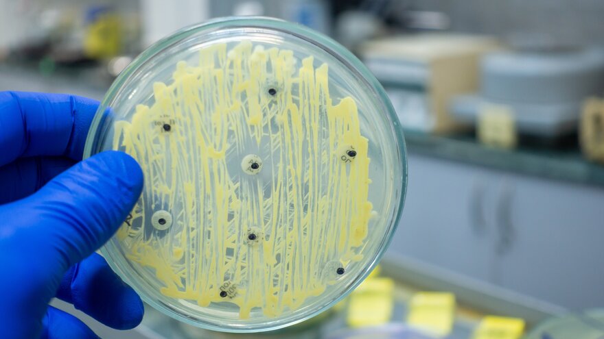 Petriskål med gule stafylokokker og antibiotika