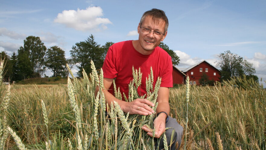 Morten Lilemo i kornåker