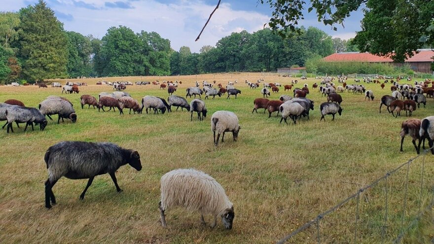 Heidschnucke sheep