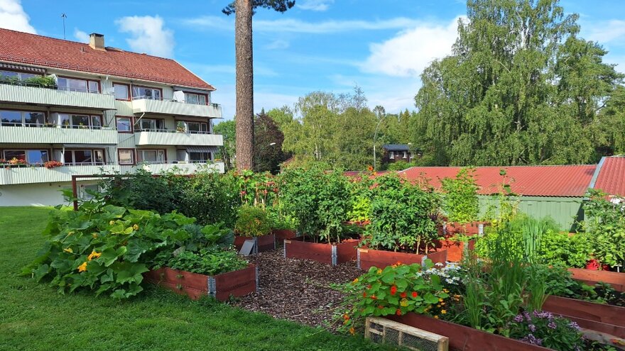 Plantekassene i hagen med en boligblokk i bakgrunnen