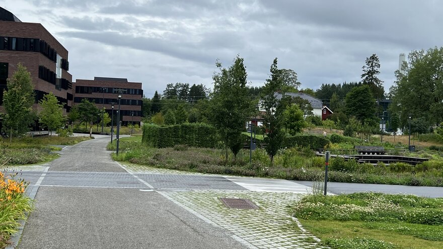 Vi krysser bilveien, men ser fortsatt ikke inngangen til veterinærhøyskolen. Vi skimter bryggeanlegget til høyre, men ser heller ikke vannet. De buktende lerkehekkene skjermer delvis for mangfoldet av inntrykk bakenfor. 