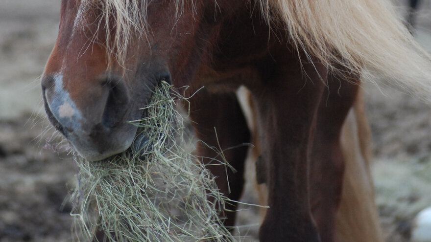 Hest som spiser høy