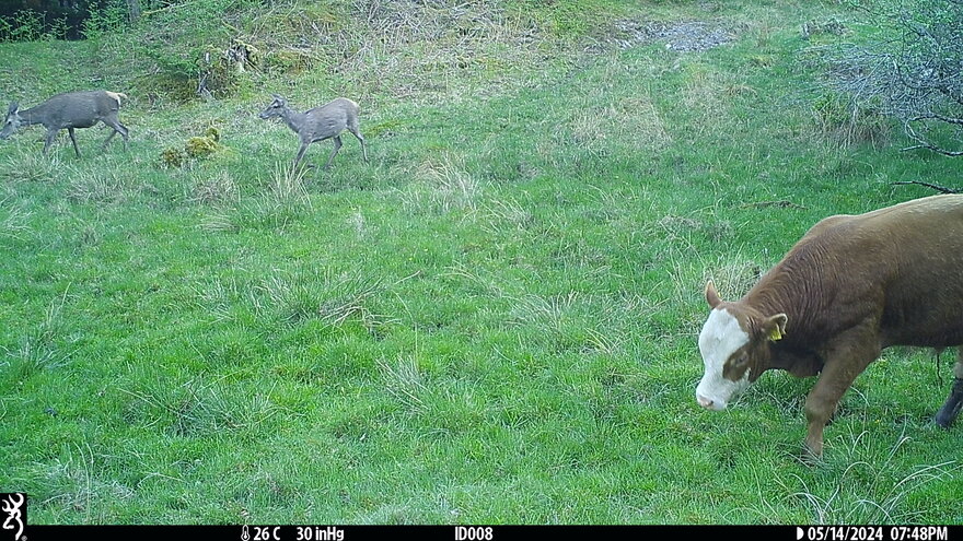 deer1