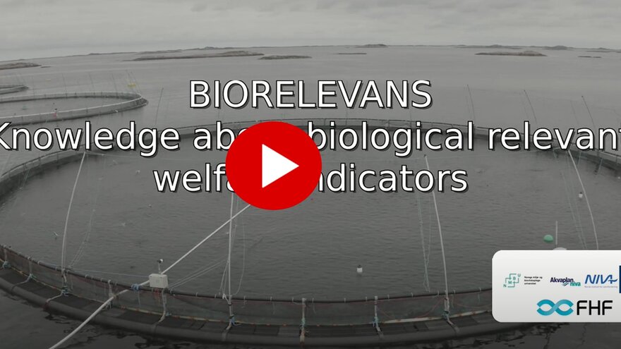 Introbilde videoen om Biorelevans