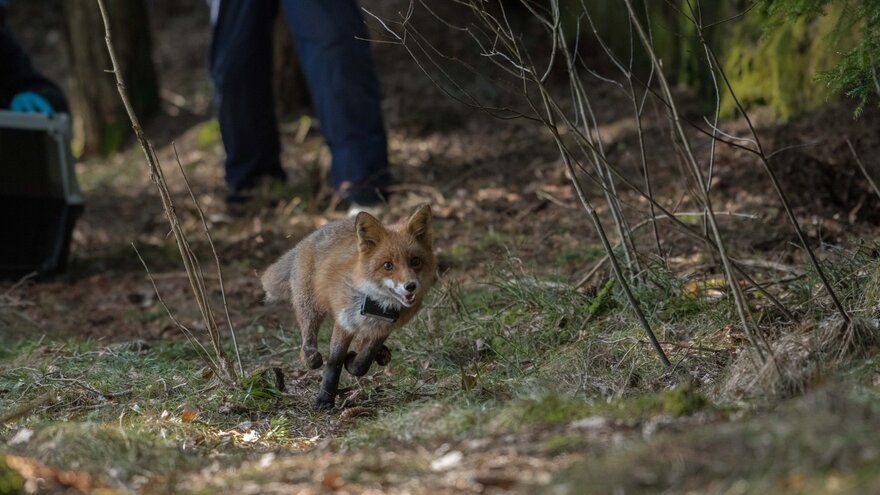 fox release