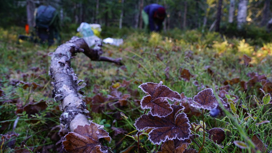 Skogbilde med visnemolteblader og en død bjørk i forkant. Mennesker i bakgrunnen. 