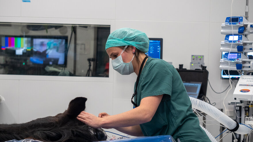 A veterinarian undergoing specialization is responsible for a horse under anesthesia.