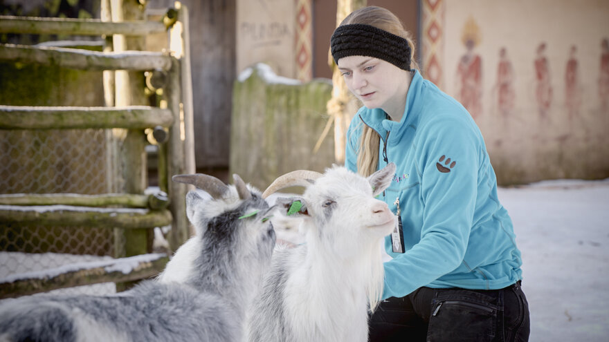 Hanne Brenna med geiter i Dyreparken