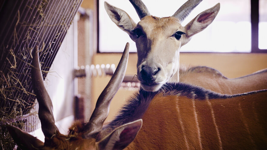 Elandantilope i Dyreparken