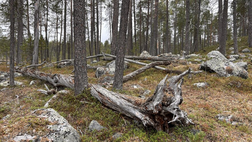 Furuskog med mange døde trær
