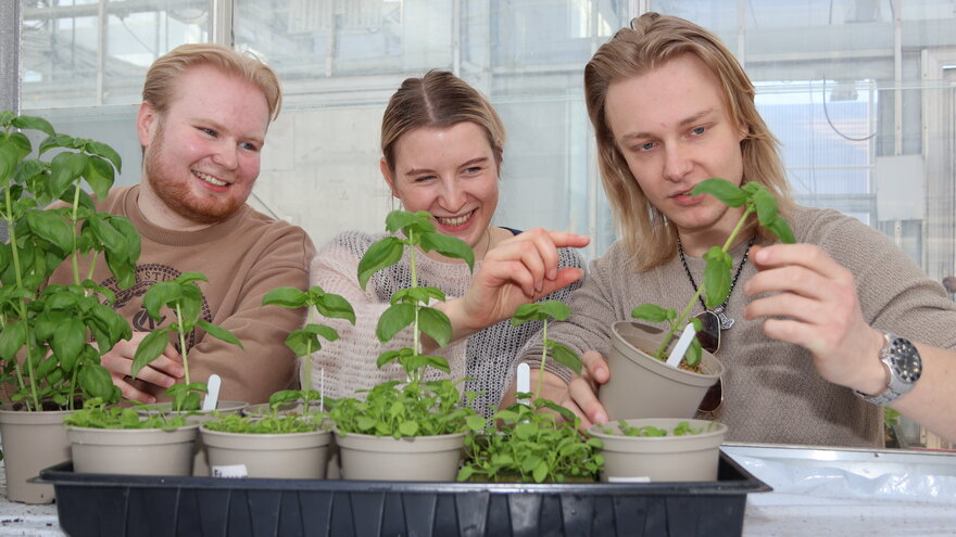 Sivert Banken Fallingen, Pia Bokwa Pedersen og Mathias Olafsen Høiaas ser på planter i plantebrett på bordet foran dem