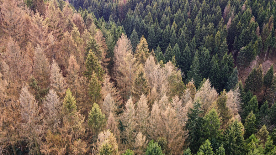 Skog med tørke- og barkbilleskader