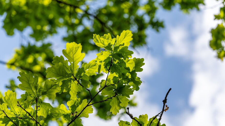Eikeblader mot himmel