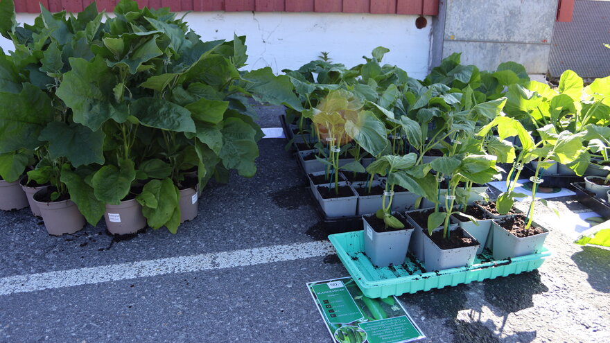 Agurkplanter og informasjonsplakat