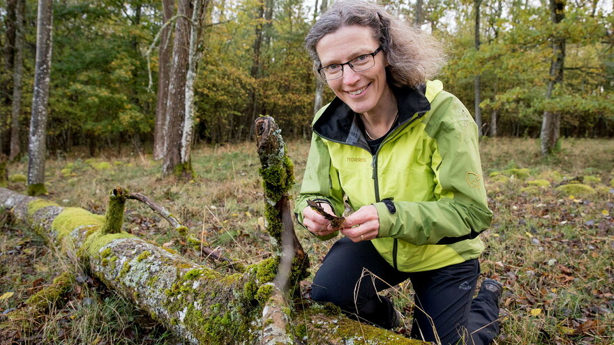 Bildet viser Bildet viser Anne Sverdrup-Thygeson
Professor
Fakultet for miljøvitenskap og naturforvaltning
