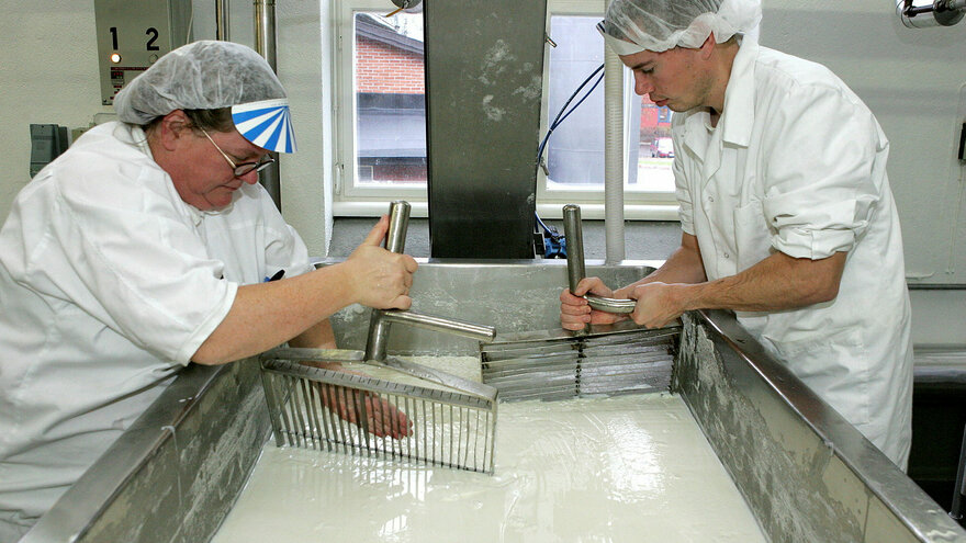 testproduksjon av ost på IKBM NLH
Skjæring av ostemasse