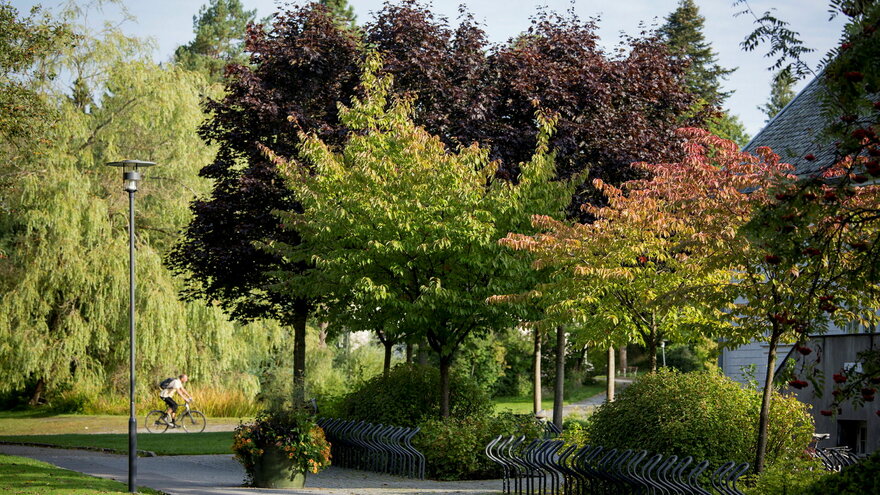 Bildet er tatt i NMBUs parkanlegg på Ås Den gamle delen av Vitenparken skimtes til høyre.