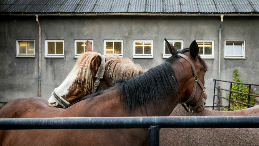 hester på Adamstuen
